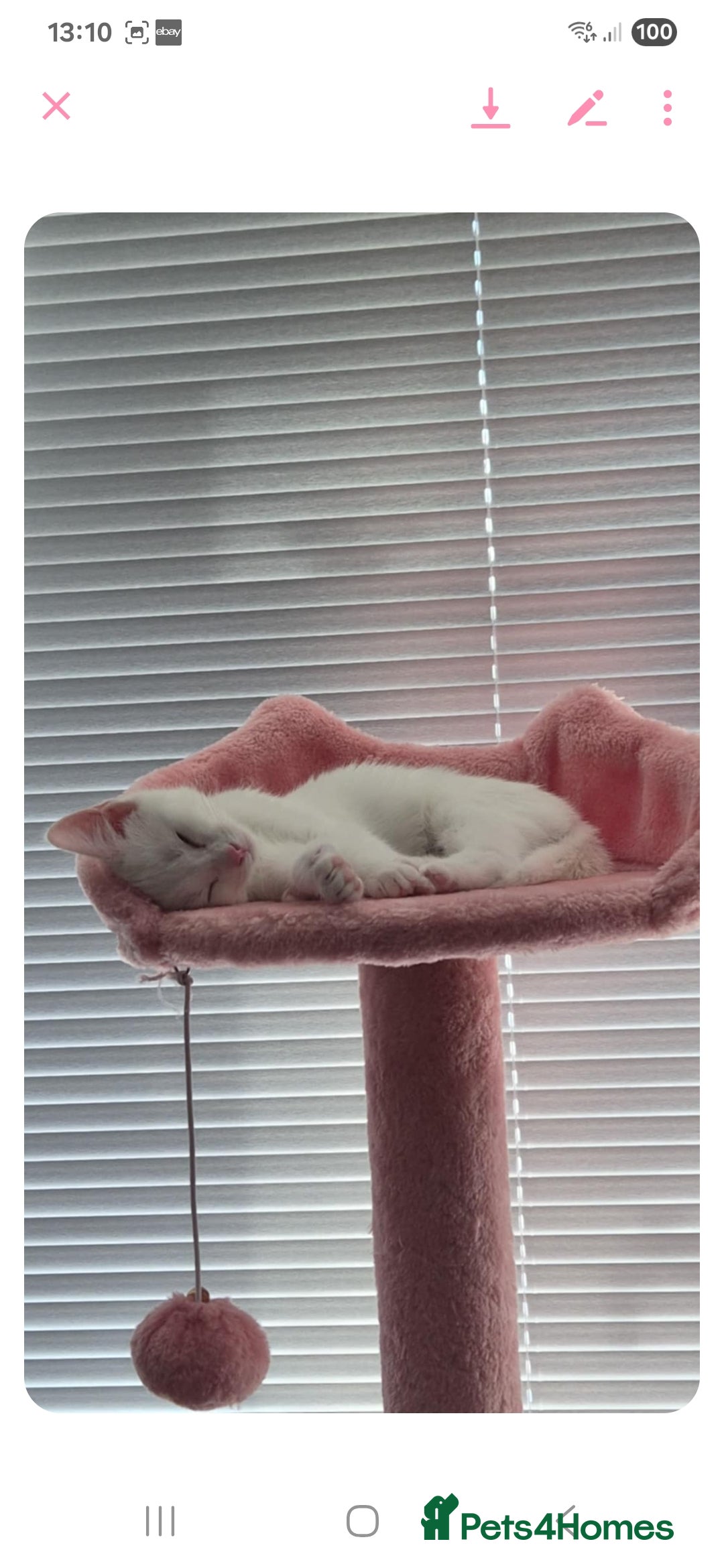 British Shorthair cats for sale: White Female Kitten - Image 5