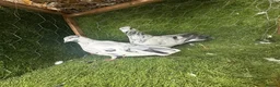 Pigeons birds for sale: Beautiful Vaccinated Pigeons – Quick Sale £20 - Advert 15