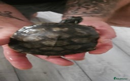 Turtle reptiles for sale: River cooter turtle - Image 5