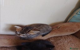 British Shorthair cats for sale: 2 boys cat  - Image 3