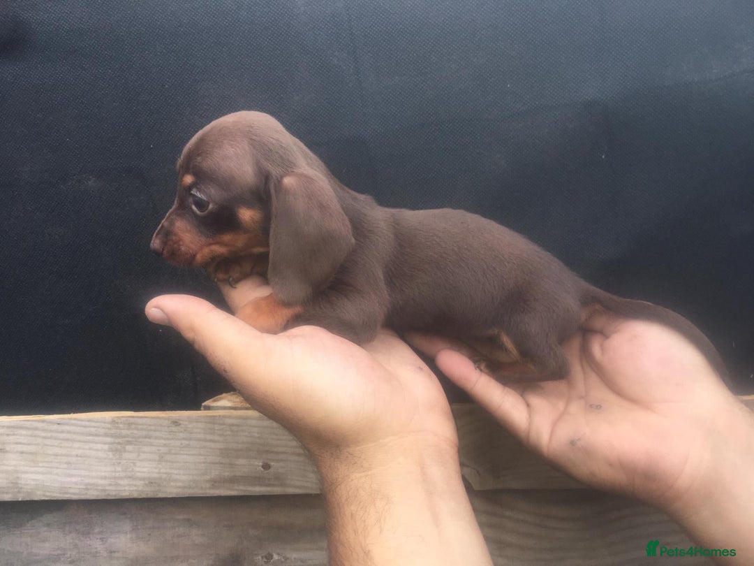 Dachshund dogs for sale: Ready now 5 miniature dashound    - Image 9