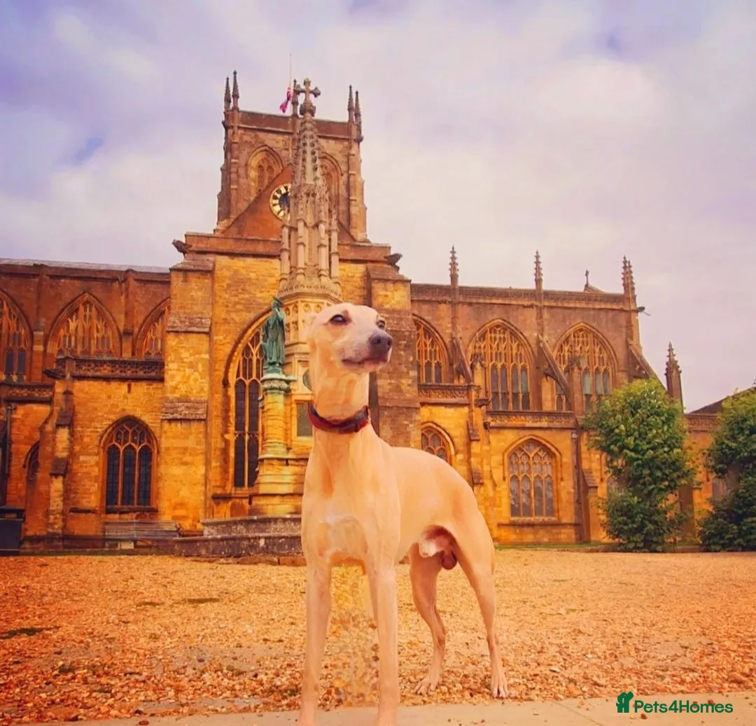 Whippet dogs for stud: Whippet for stud (KC reg; pedigree) Dorset. 20" in Sherborne - Advert 8