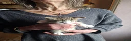 Mixed Breed cats for sale: Beautiful kittens - Advert 2
