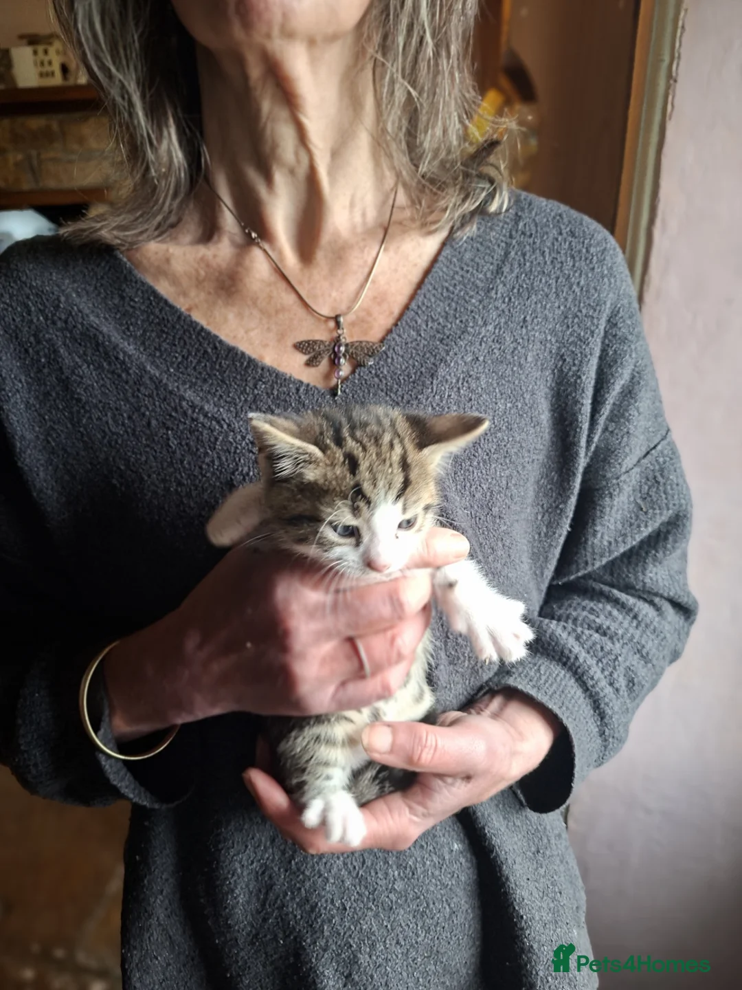 Mixed Breed cats for sale: Beautiful kittens - Advert 2