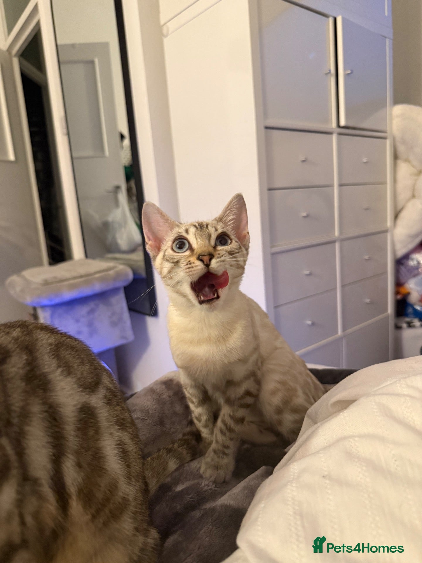 Bengal cats TICA Registered Gorgeous Bengals  - Advert 2
