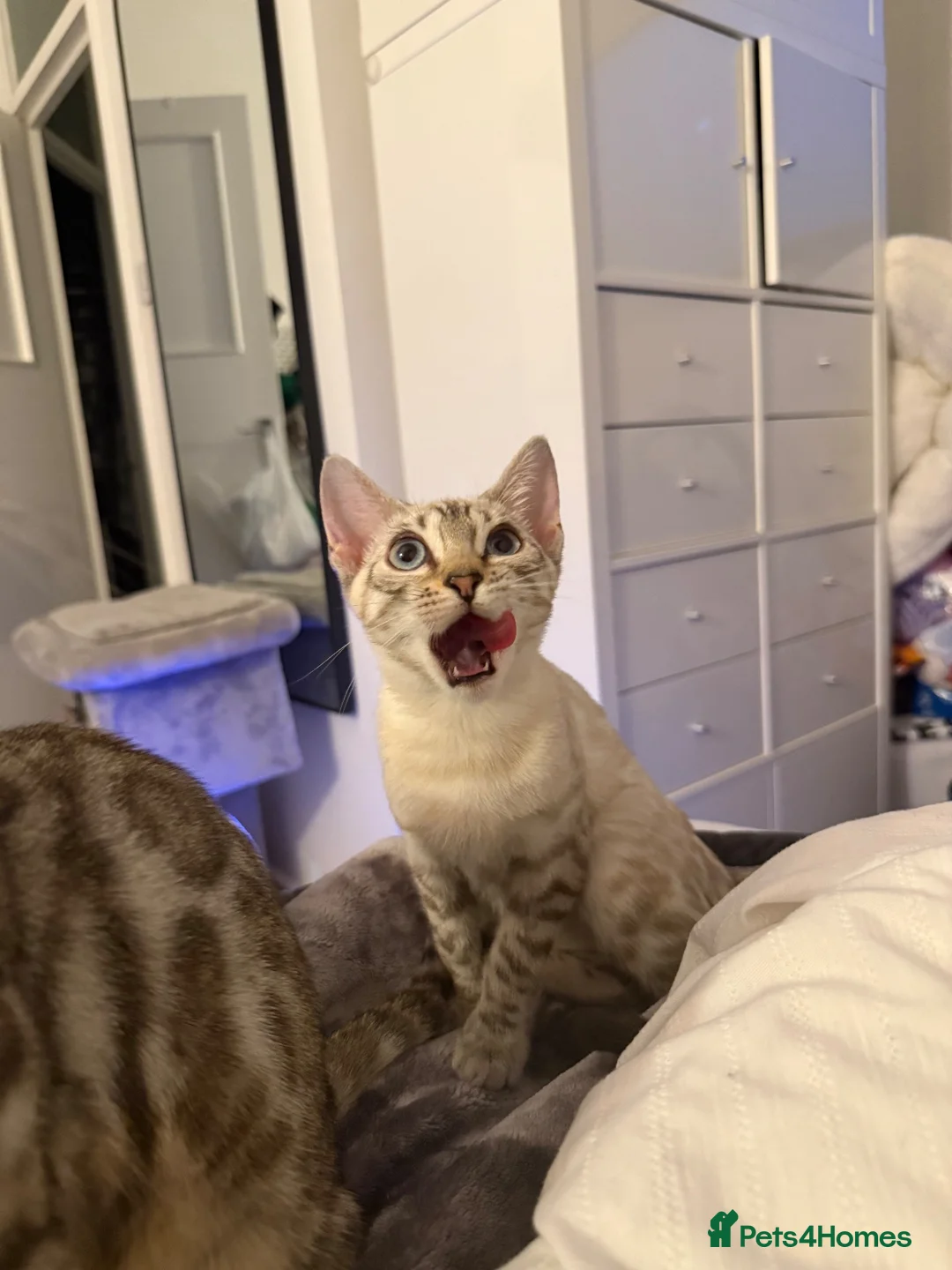 Bengal cats for sale: TICA Registered Gorgeous Bengals  - Advert 2