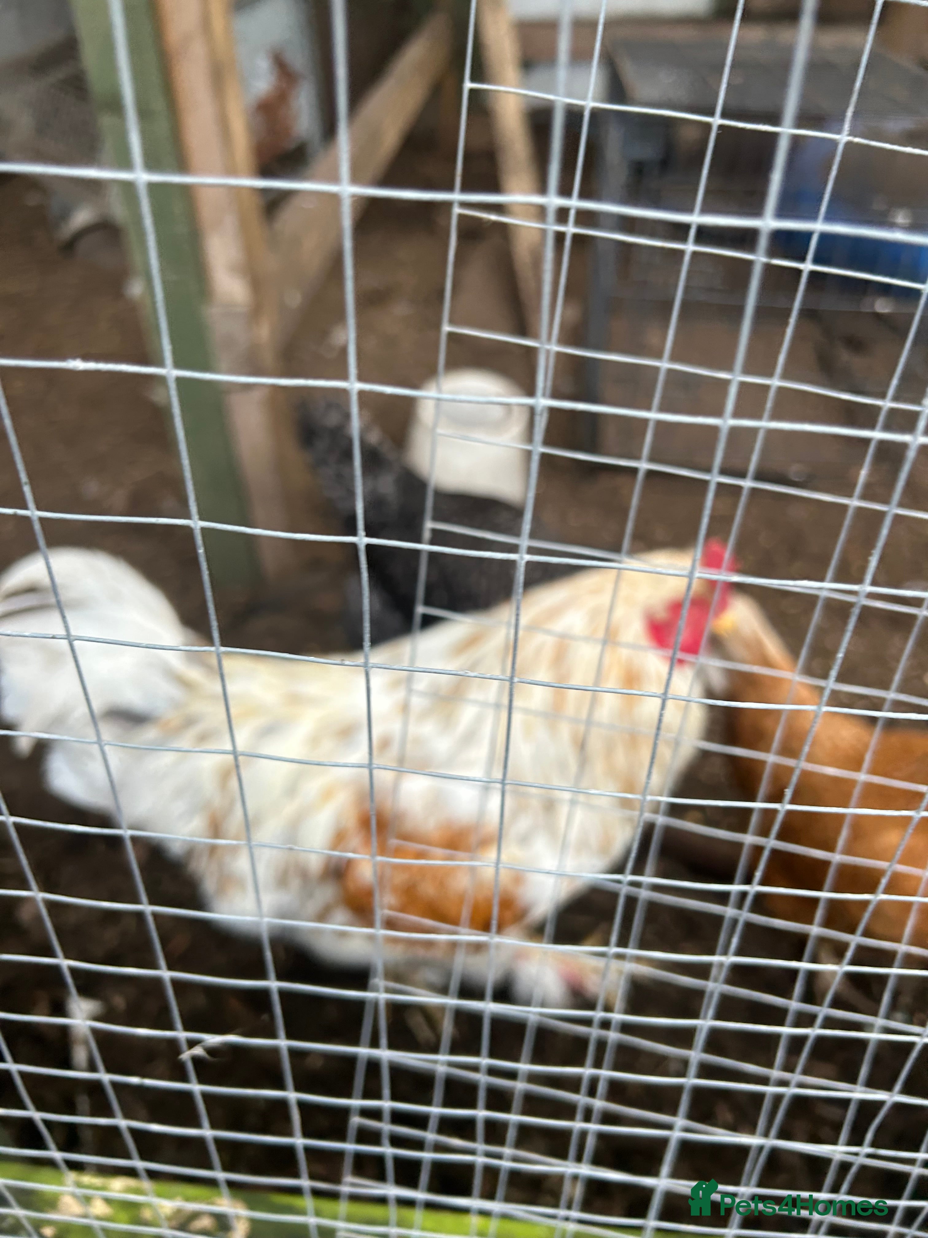 Chickens poultry Cockerel  in West Bromwich - Advert 1