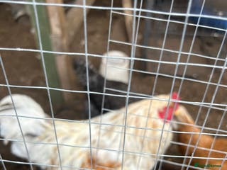 Chickens poultry Cockerel in West Bromwich - Advert 1