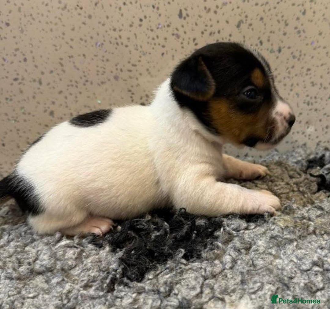 Jack Russell dogs for sale: Miniature jack Russell puppies  - Advert 3