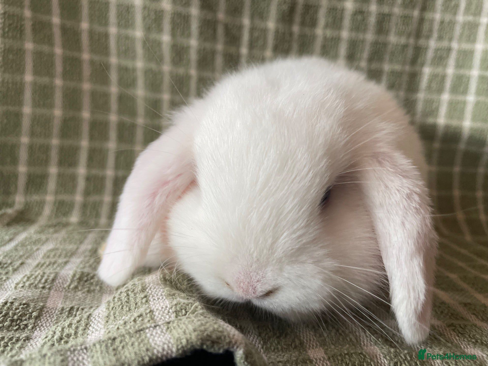 Mini Lop rabbits Mini lops does ready - Advert 19
