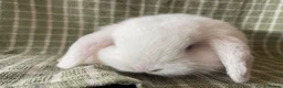 Mini Lop rabbits for sale: Mini lops does ready to reserve  - Advert 2
