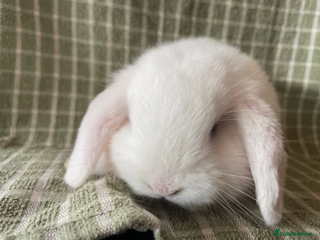 Mini Lop rabbits for sale: Mini lops does ready to reserve  - Advert 2