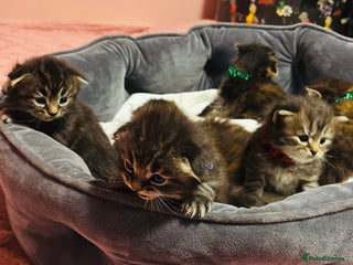 Scottish Fold cats Scottish fold long hair - Advert 5