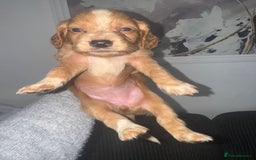 Cocker Spaniel dogs for sale: Cocker spaniels  - Image 27
