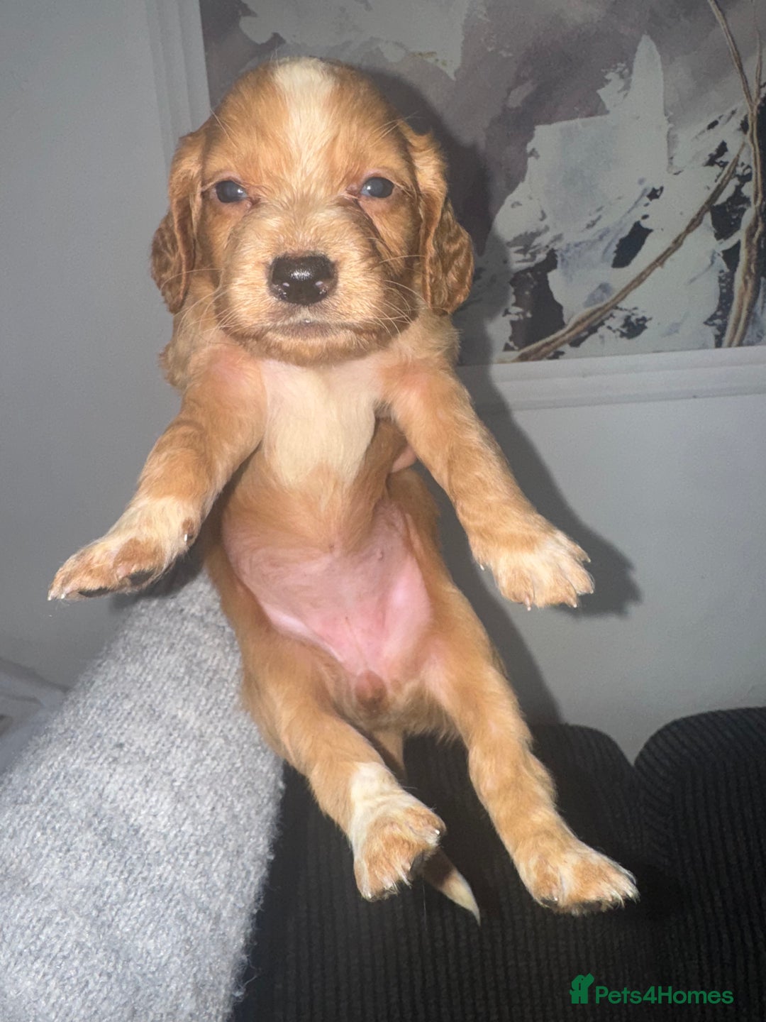 Cocker Spaniel dogs for sale: Cocker spaniels  - Image 27