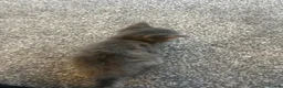Mixed Breed cats for sale: Gray silver and tabby kittens for sale! - Advert 26