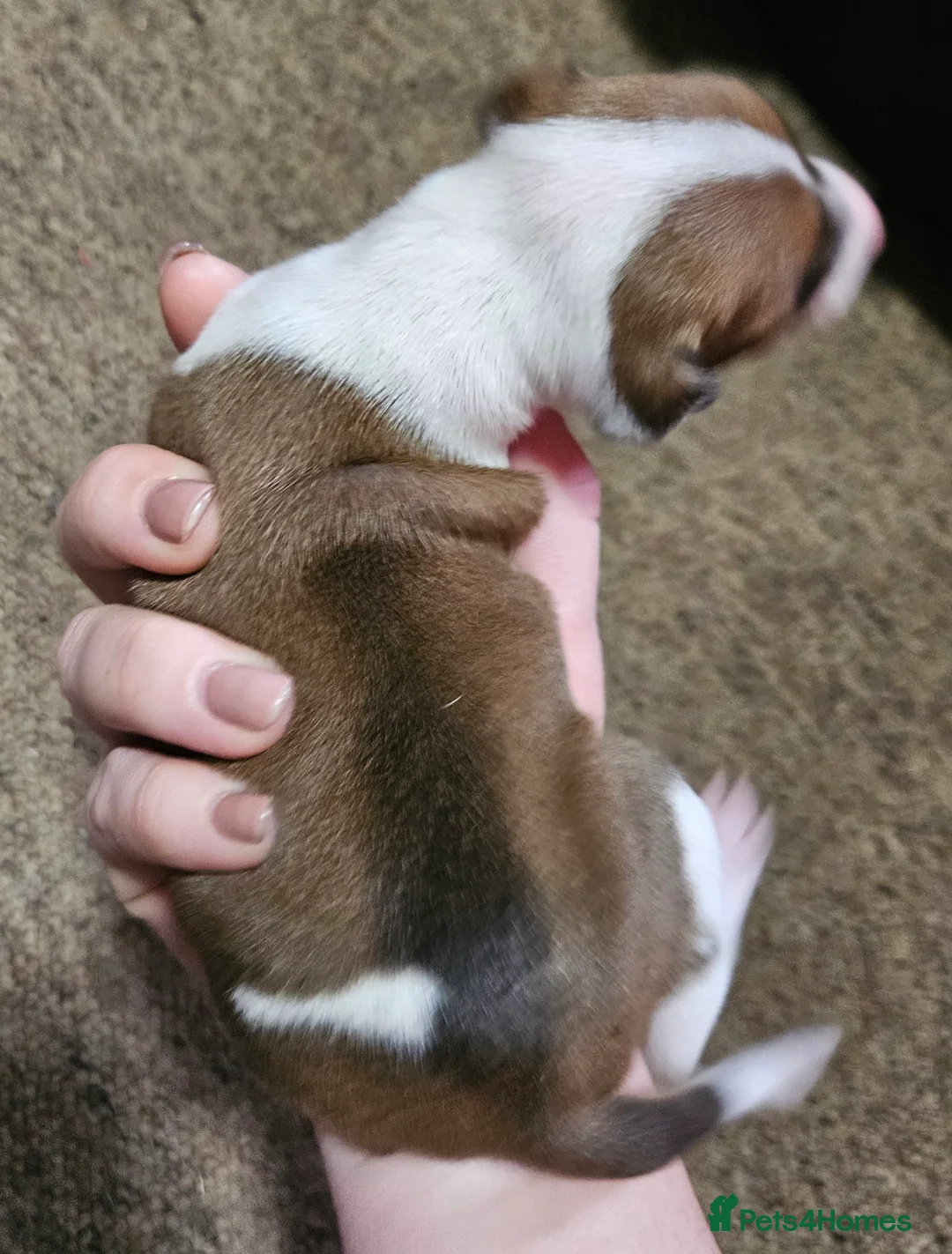 Italian Greyhound dogs for sale: Beautiful Italian Greyhound Puppies KC Registered - Advert 12