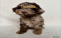 Cockapoo dogs for sale: Meet your new best friend!! - Image 13
