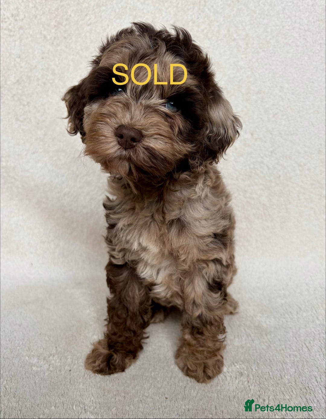 Cockapoo dogs for sale: Meet your new best friend!! - Image 13