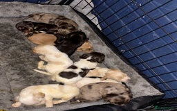 Cocker Spaniel dogs for sale: 🌟 cocker spaniel puppies 🌟 - Image 23
