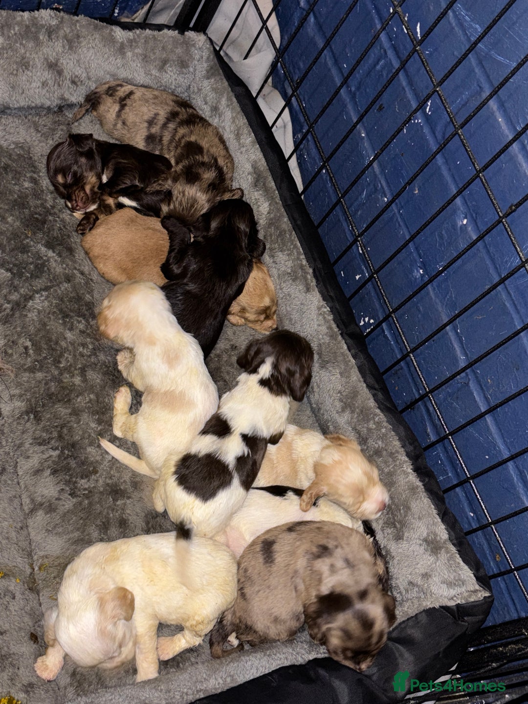 Cocker Spaniel dogs for sale: 🌟 cocker spaniel puppies 🌟 - Image 23
