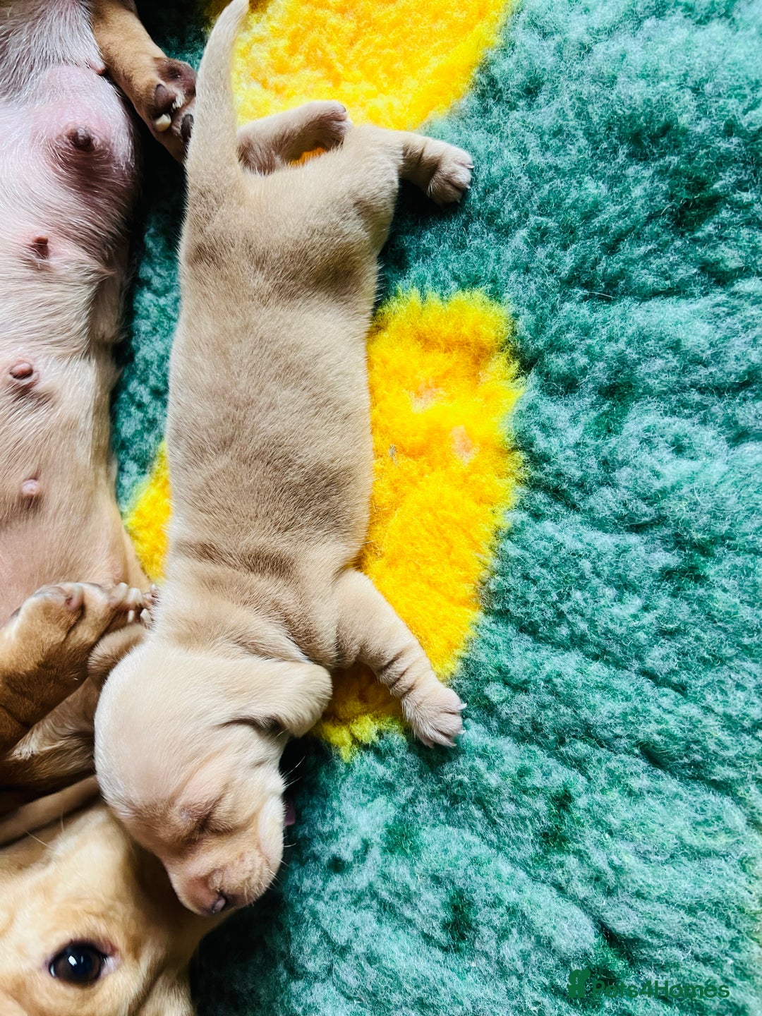 Miniature Dachshund dogs for sale: Cream Long Hair Dachshund - Advert 3