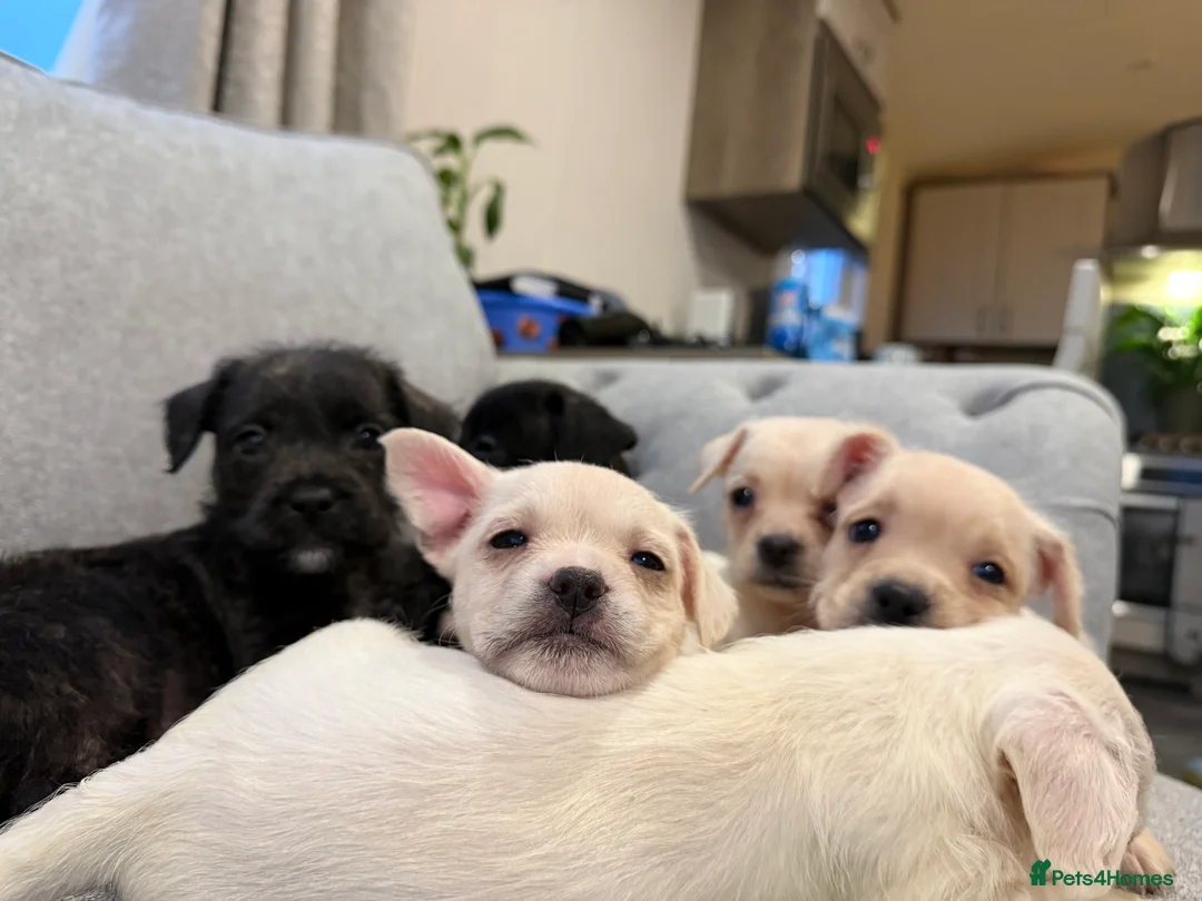 Mixed Breed dogs for sale: Rare Frenchie-Poochon Pups - Advert 4