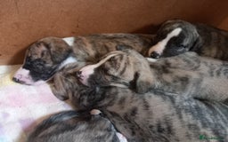 Whippet dogs for sale: Top Class Whippet Puppies bred from Champions - Image 25