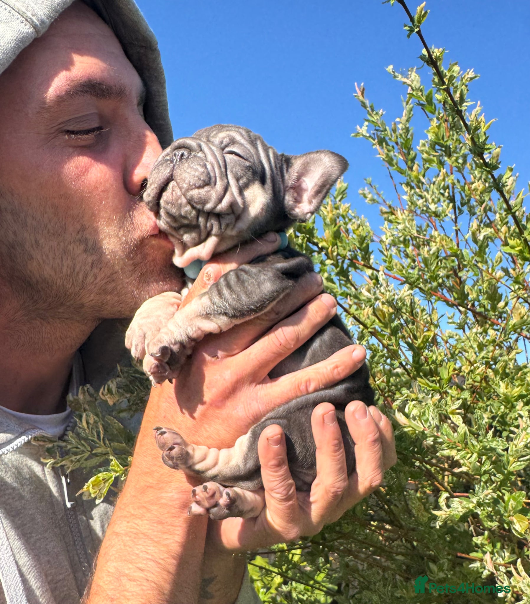 French Bulldog dogs 𝒮𝓉𝓊𝓃𝓃𝒾𝓃𝑔 𝒯𝒾𝓃𝓎 𝒻𝓇ℯ𝓃𝒸𝒽𝒾ℯ𝓈 - Advert 2