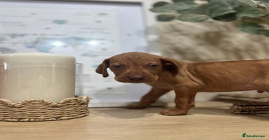 Hungarian Vizsla dogs - Advert 1