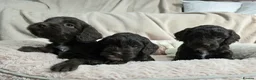 Cockapoo dogs for sale: F1 Chocolate Cockapoos. DNA Health Tested - Advert 16