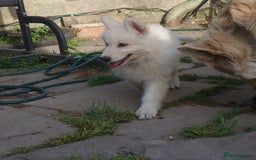 German Shepherd dogs for sale: Last white female German shepherd RTG in Nottingham - Image 5