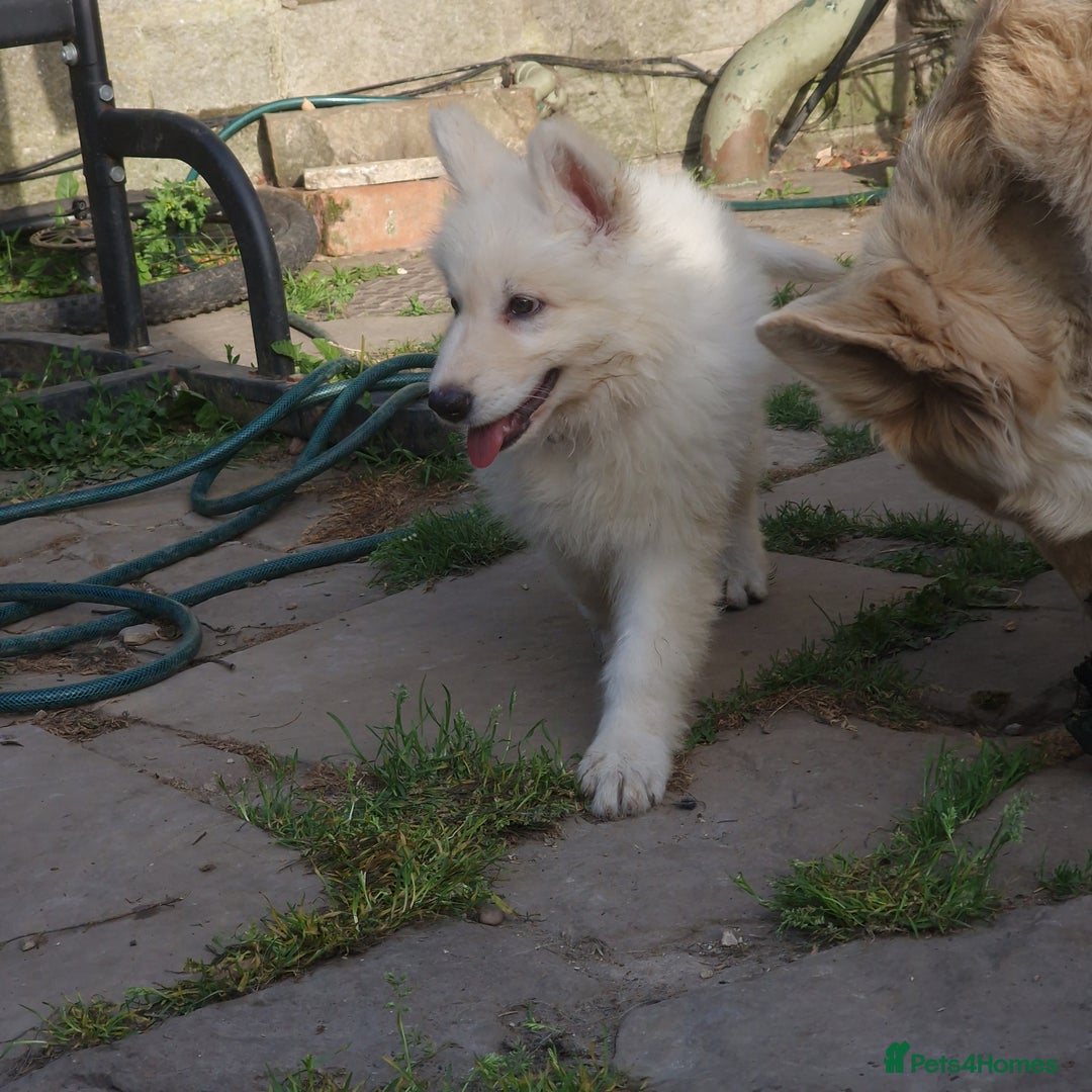 German Shepherd dogs for sale: Last white female German shepherd RTG in Nottingham - Image 5