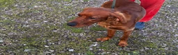 Irish Setter dogs for sale: Irish Setter Puppies Rehomed in Ballindalloch - Advert 2