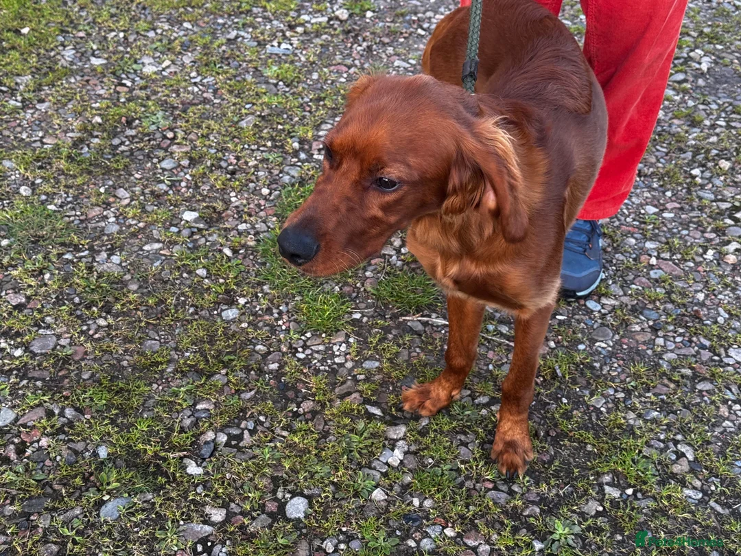 Irish Setter dogs for sale: Irish Setter Puppies Rehomed in Ballindalloch - Advert 2