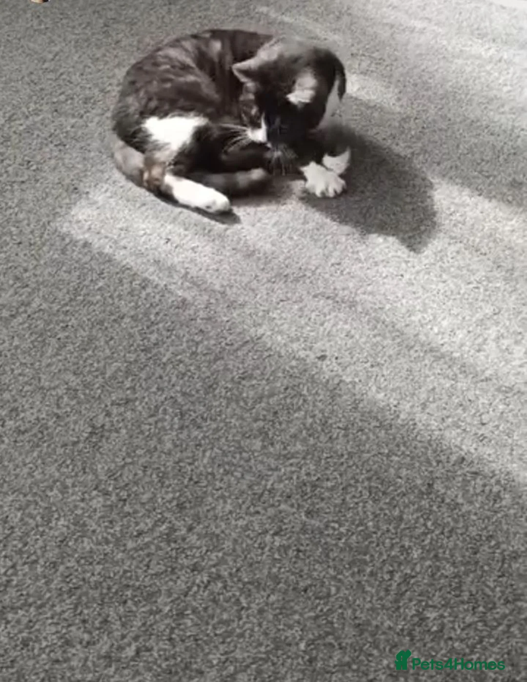 Domestic Shorthair cats for sale: Female 5 year old cat looking for loving home - Advert 6