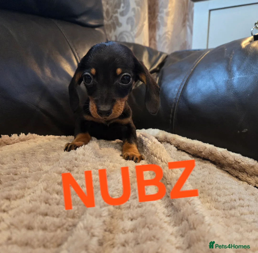 Miniature Dachshund dogs for sale: BEAUTIFUL MINIATURE DACHSHUND PUPPIES  - Advert 5