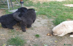 German Shepherd dogs for sale: German Shepherd pups ready end of August  - Image 15