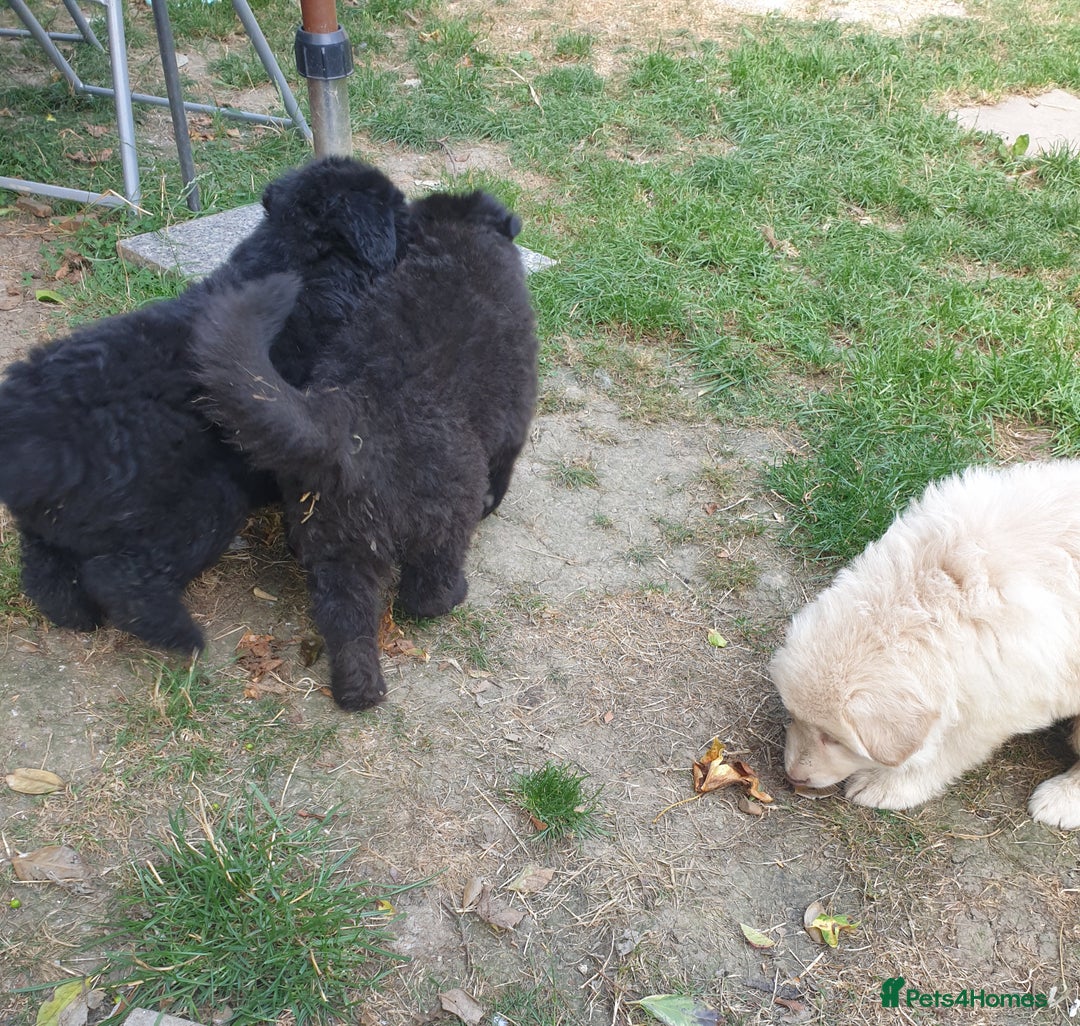 German Shepherd dogs for sale: German Shepherd pups ready end of August  - Image 15
