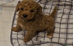 Maltipoo dogs for sale: F1b maltipoo puppies - Image 5