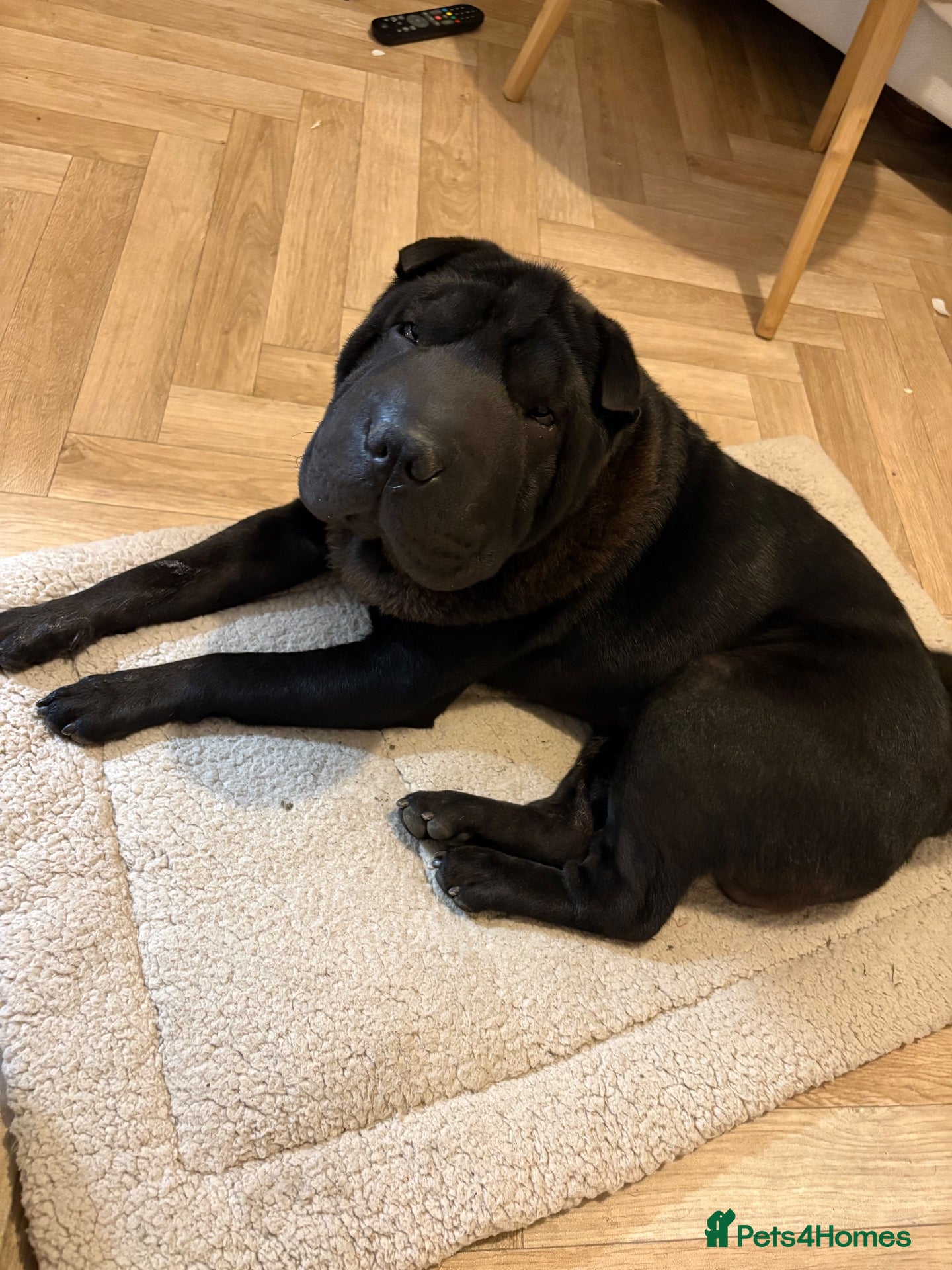 Shar Pei dogs Male Sharpei Puppy Brush coat  - Advert 4