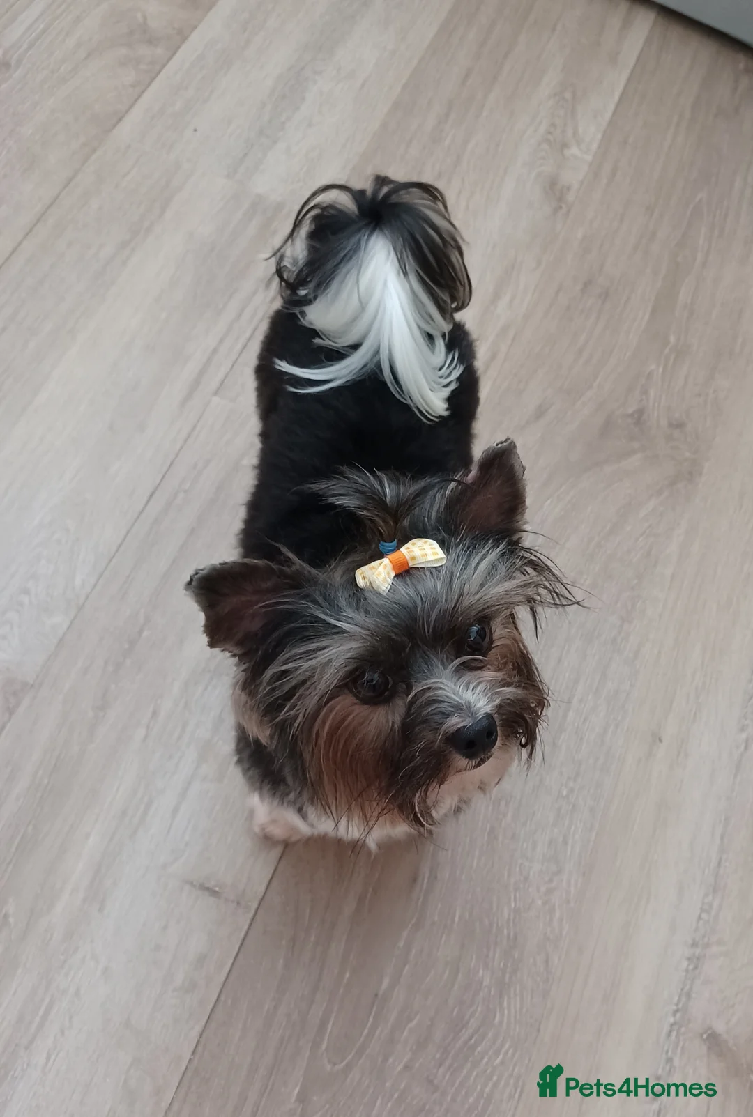 Yorkshire Terrier dogs for stud: Purebred BiewerTerrier/ColourfulYorkie Proven Stud in Merthyr Tydfil - Advert 15