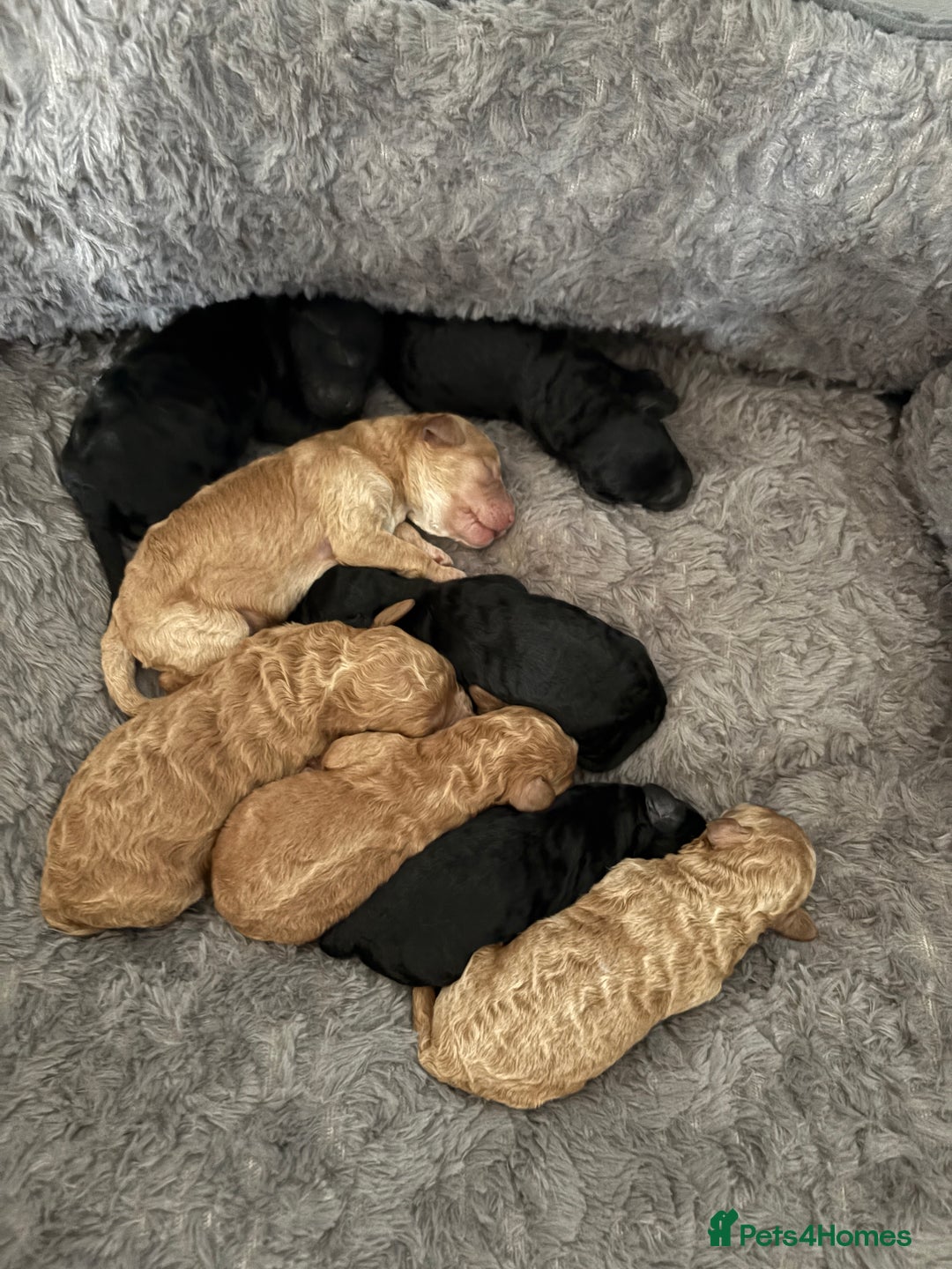 Cavapoo dogs for sale: Beautiful cavapoo puppies from a family home - Advert 14