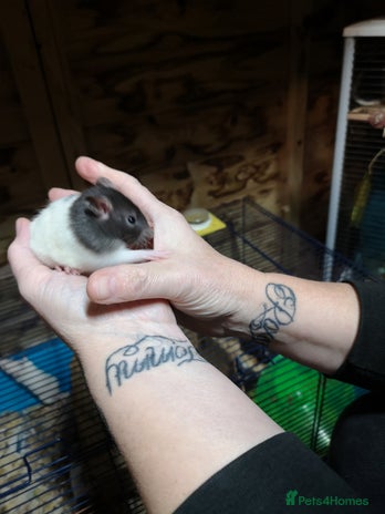 Rat rodents Dumbos and normal rats in Rochester - Advert 1