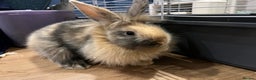 Mini Lion Lop rabbits for sale: Super cute mini lop x lionhead rabbits - Advert 2