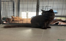 British Longhair cats for sale:  British longhair kittens 3 male 1 female  - Image 36