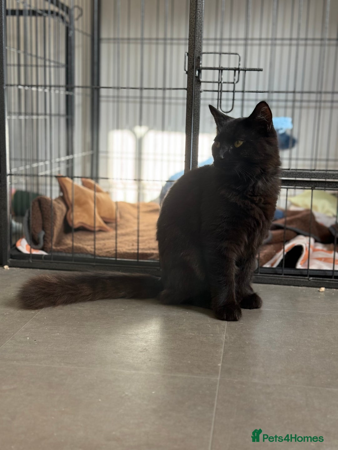British Longhair cats for sale:  British longhair kittens 3 male 1 female  - Image 36