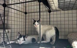 Turkish Angora cats for sale: ⭐️ Beautiful Turkish Angora X Bengal kittens ⭐️ - Image 5