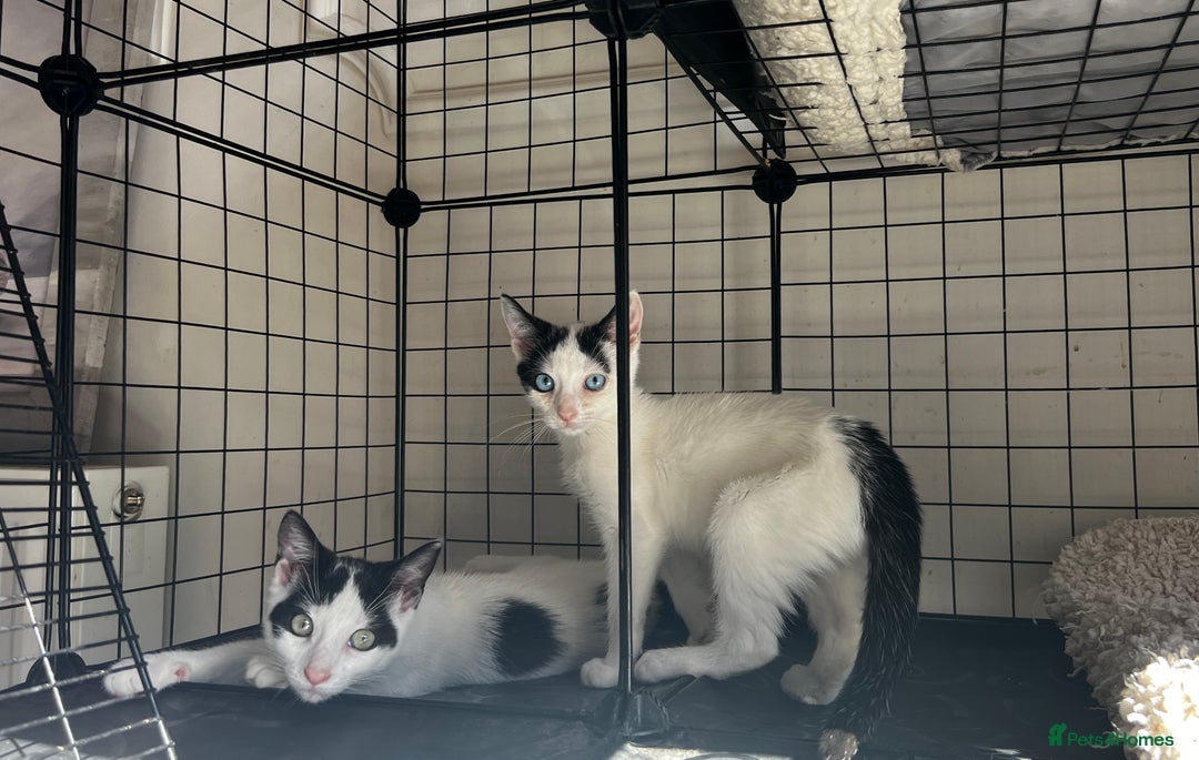 Turkish Angora cats for sale: ⭐️ Beautiful Turkish Angora X Bengal kittens ⭐️ - Image 5