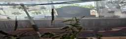 Stick Insects invertebrates for sale: Budwing stick insects - Advert 6